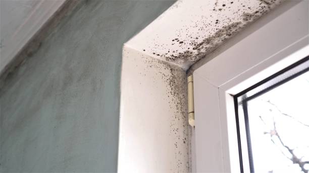 Best Mold Inspection  in Brisbane, CA