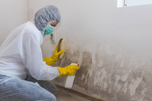 Best Emergency Mold Removal  in Brisbane, CA