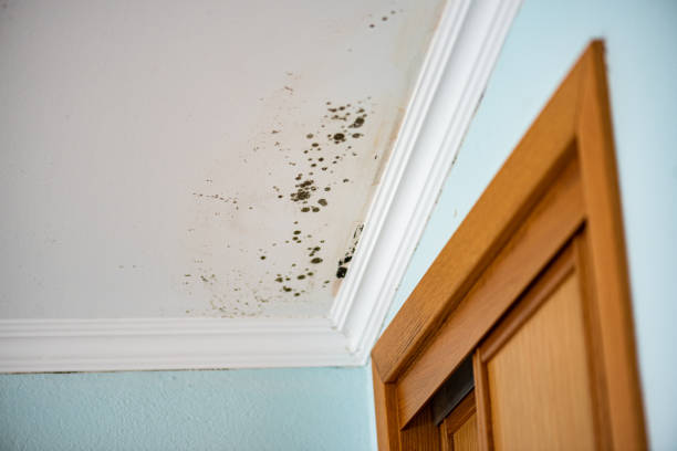 Best Fast Mold Removal  in Brisbane, CA