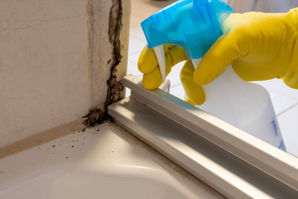 Best Crawl Space Mold Removal  in Brisbane, CA