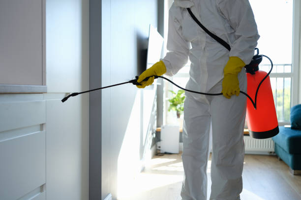 Best Home Mold Removal  in Brisbane, CA