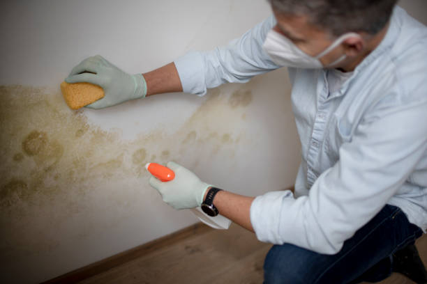 Best Residential Mold Removal  in Brisbane, CA