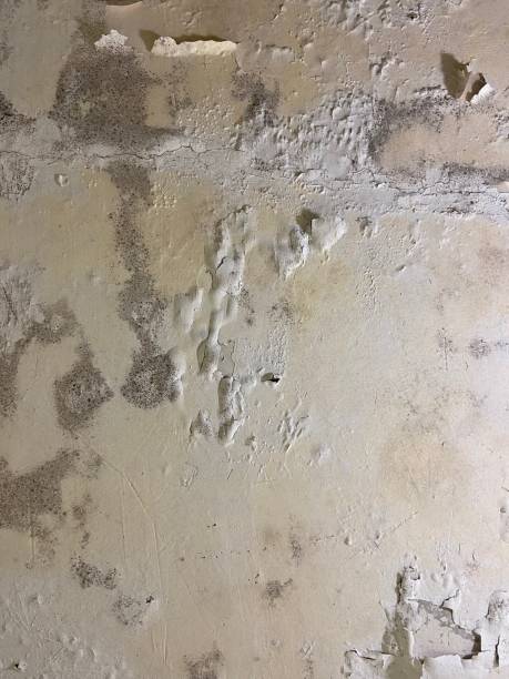 Reliable Brisbane, CA Mold Removal Solutions