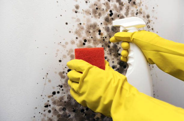 Best Same-Day Mold Removal  in Brisbane, CA