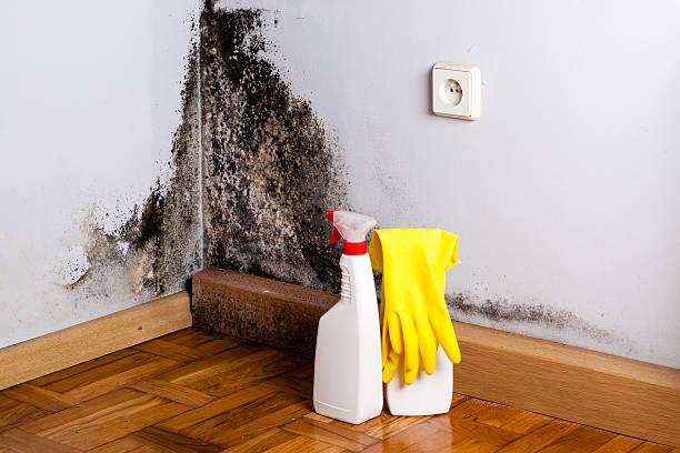 Best Local Mold Removal Service  in Brisbane, CA
