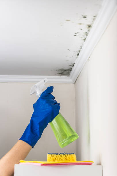 Best Home Mold Removal  in Brisbane, CA